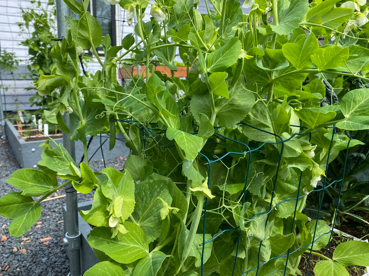 A growing rack made especially for the peas
