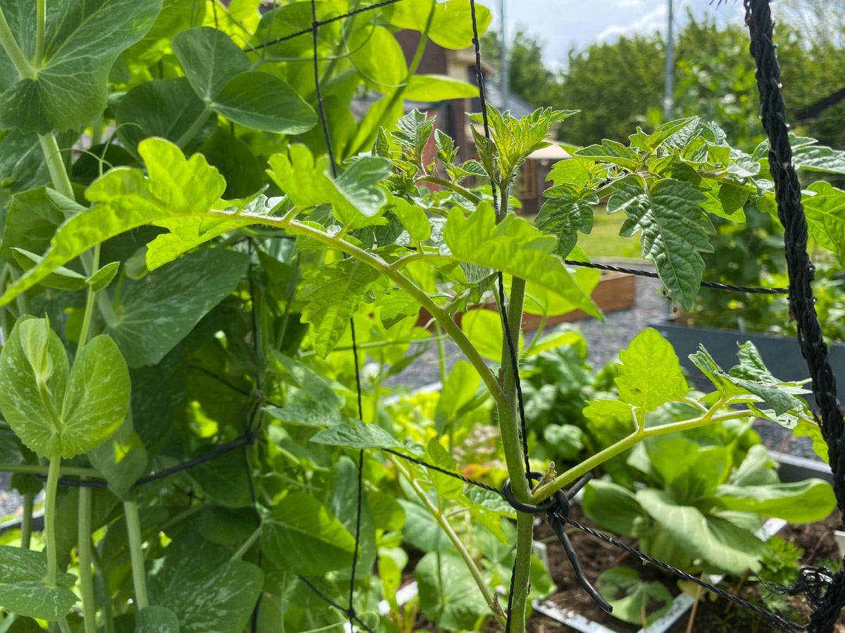 Carefully wind the tomato stem around the climbing net