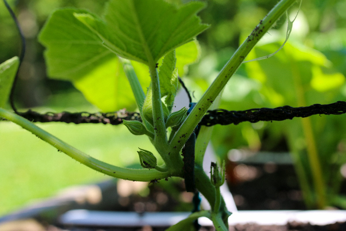 Attach the climbing zucchini plant to the net.