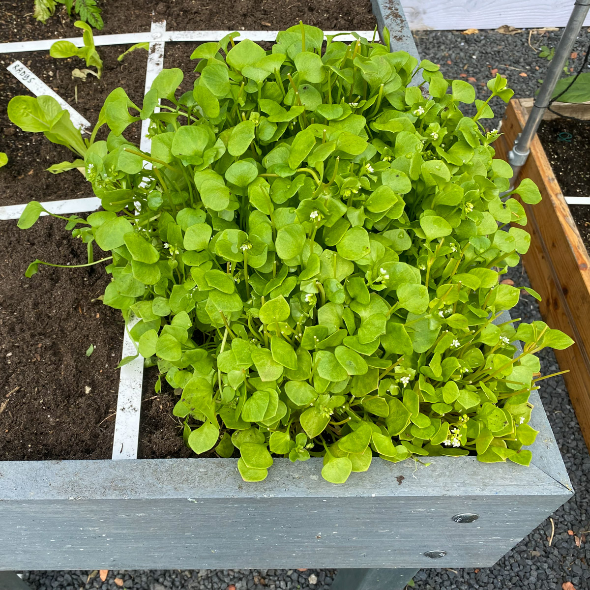 Winter purslane: too big for het patch