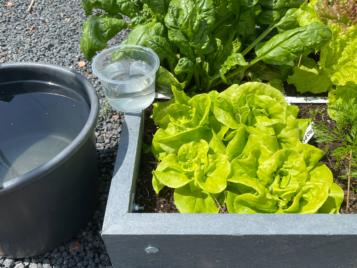 Dip a deli container into a bucket of water and use it to gently drip water at the roots