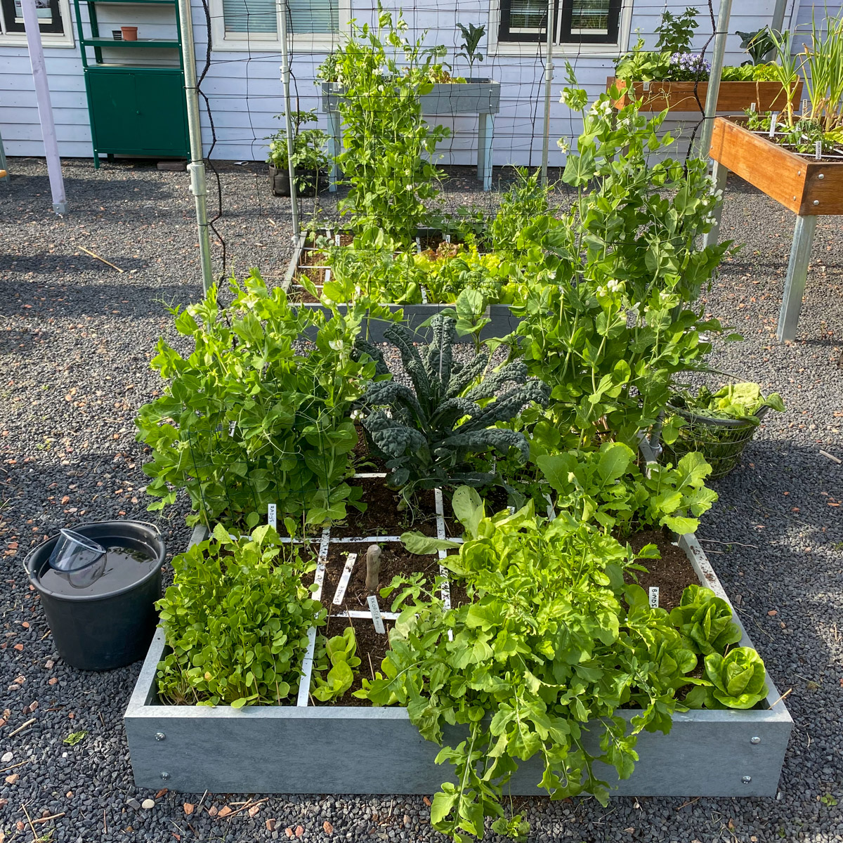 Makkelijke Moestuinbak op 22 mei: leeg-oogsten en opnieuw zaaien