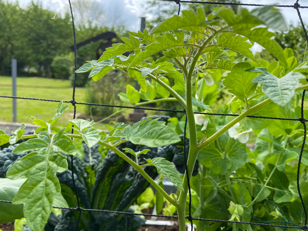 Een hoge tomaat weef je in de Makkelijke Moestuin door het klimnet