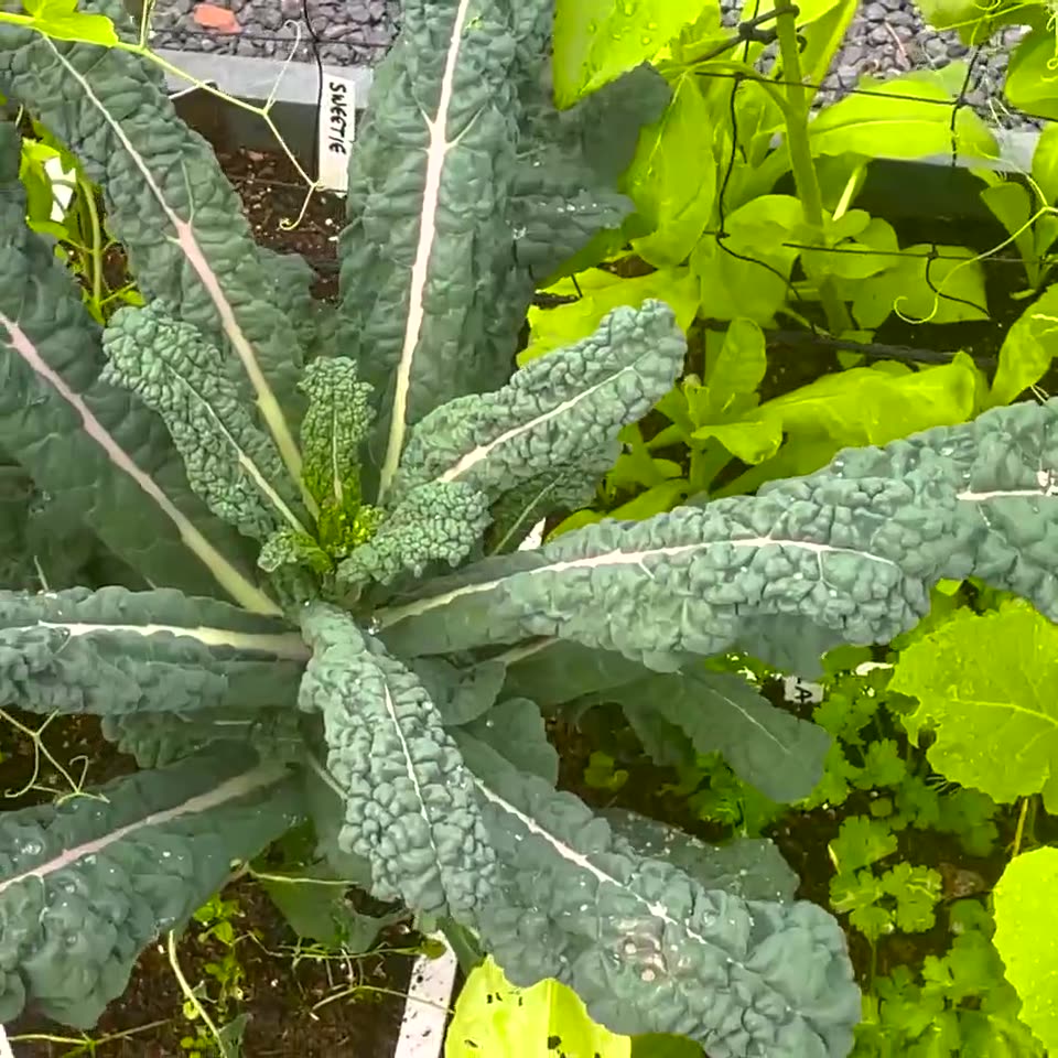 Dino kale