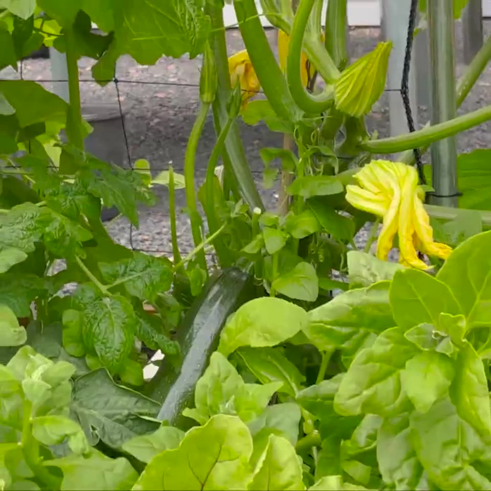 Climbing courgette
