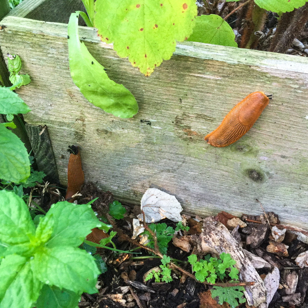 Slugs and snails crawl over wet wood chips with ease
