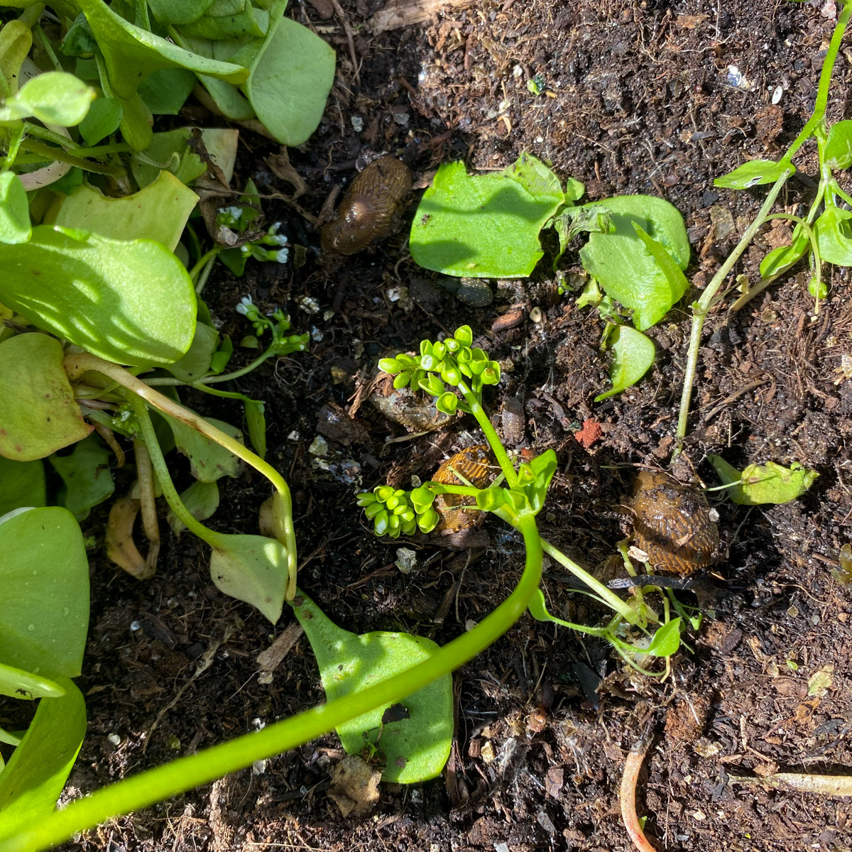 Snails and slugs hide during the day in dark, damp places