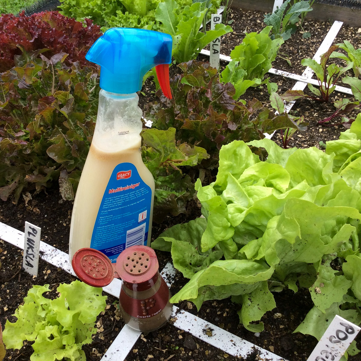 Homemade garlic spray will ward off slugs and snails