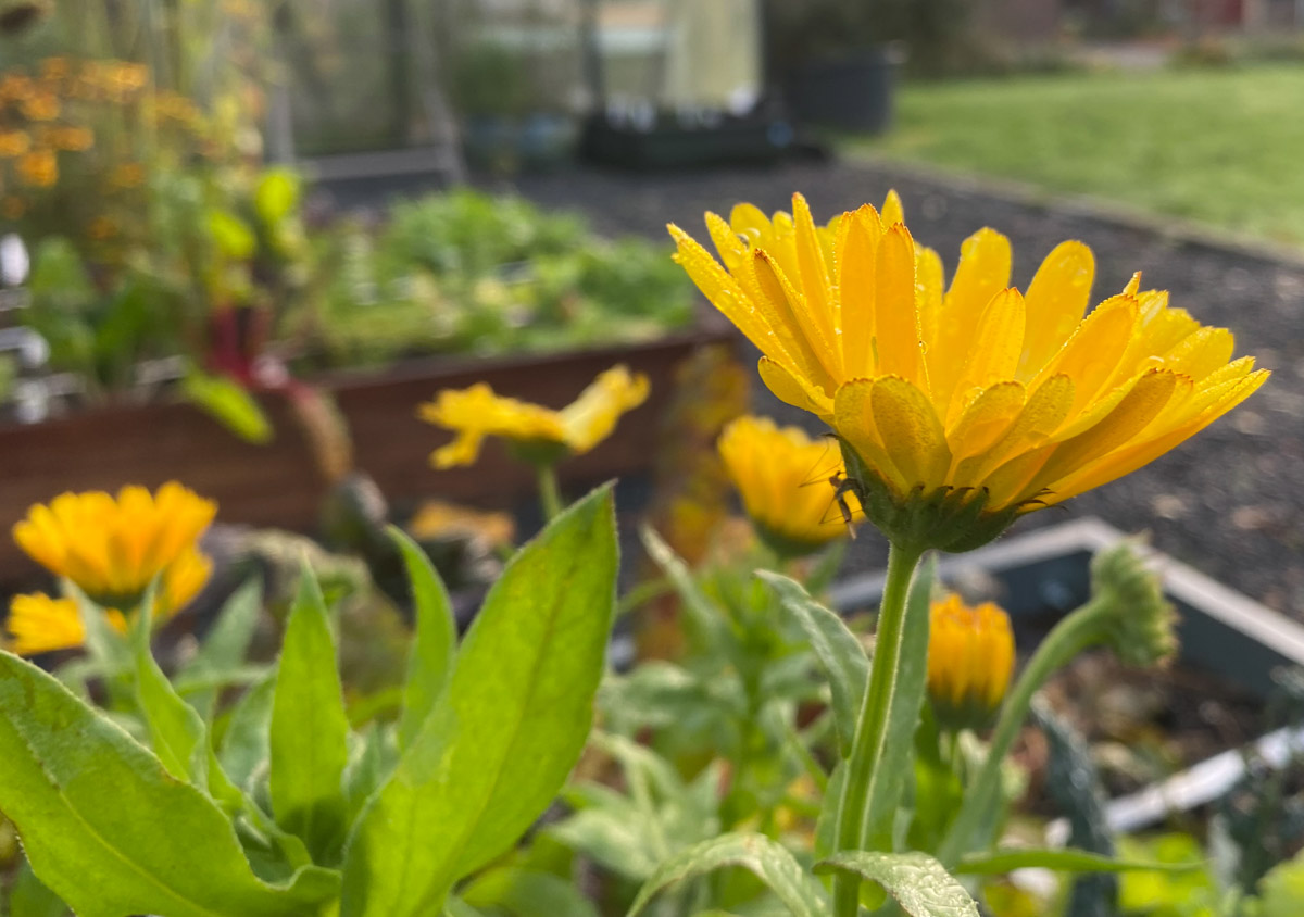 The smell of marigolds, mint, garlic or thyme will help keep slugs away from your raised bed