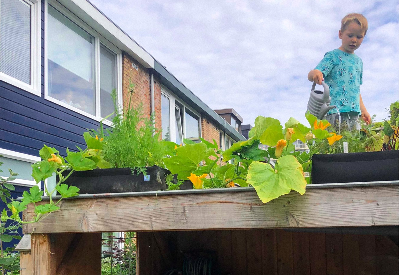 Moestuinieren op weinig ruimte - zelfs op het dak van je schuur