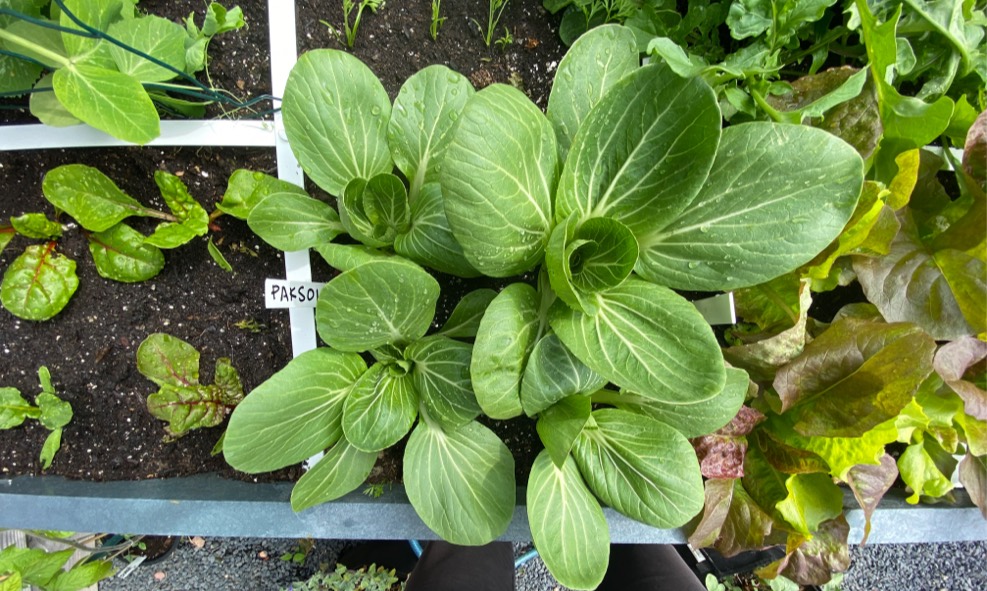 Moestuin starten in mei levert al snel oogst op