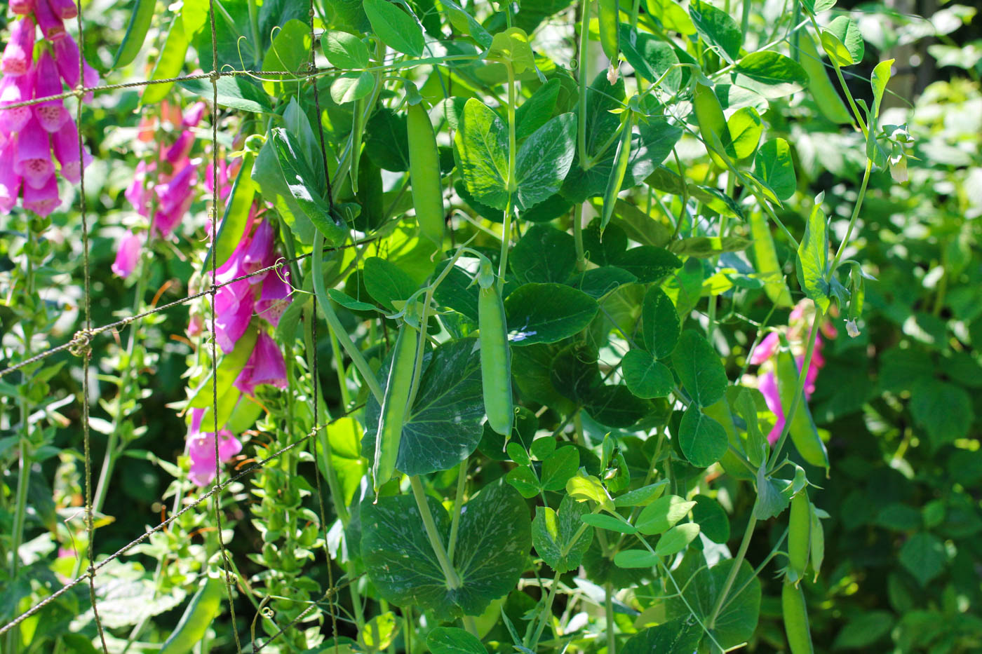 Support climbing vegetables with a trellis