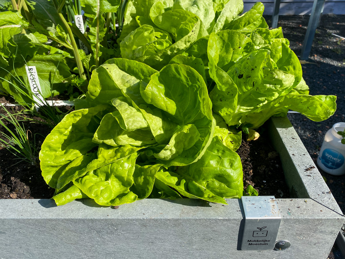 Remove an oversized lettuce head to make room for the others