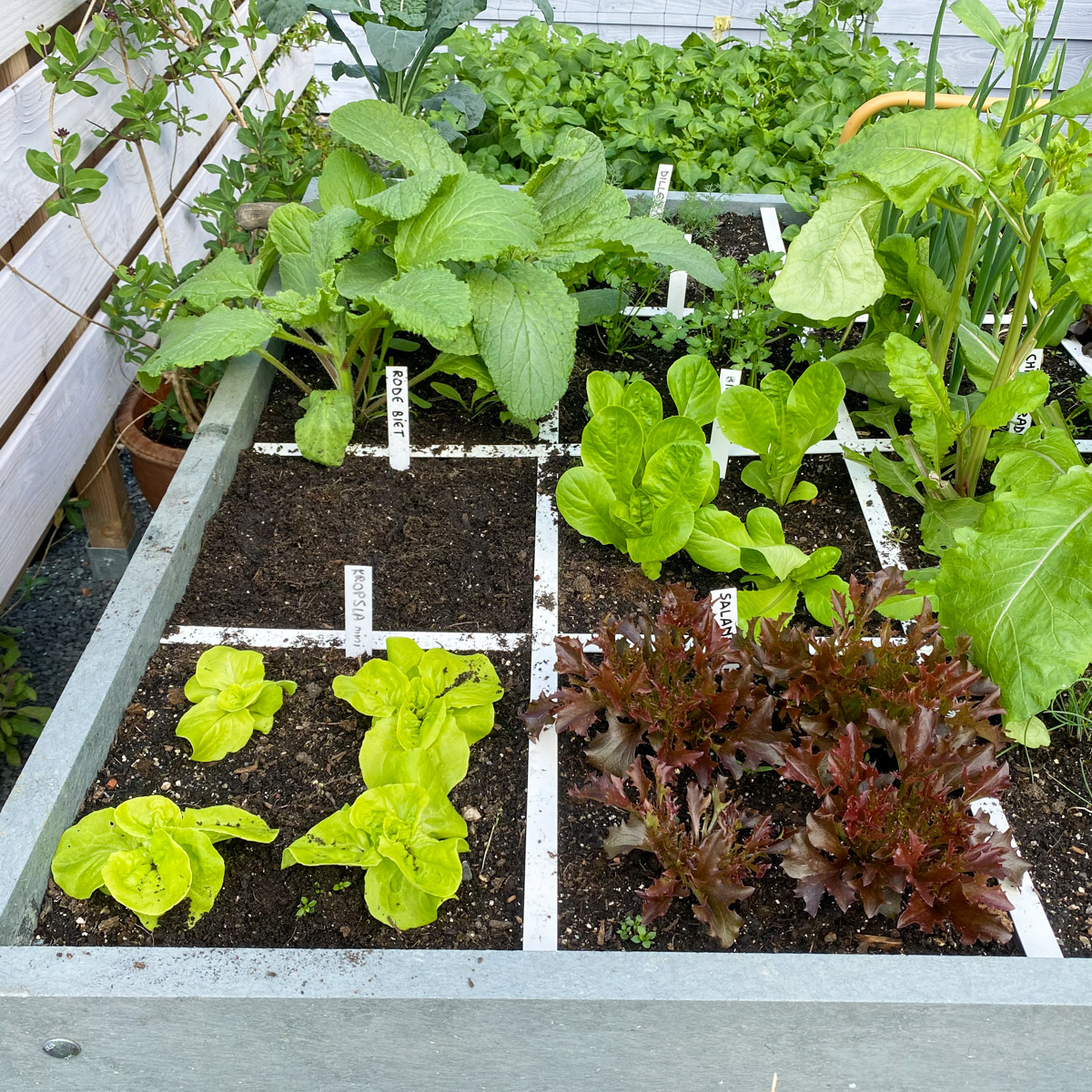 A freshly resown beetroot square