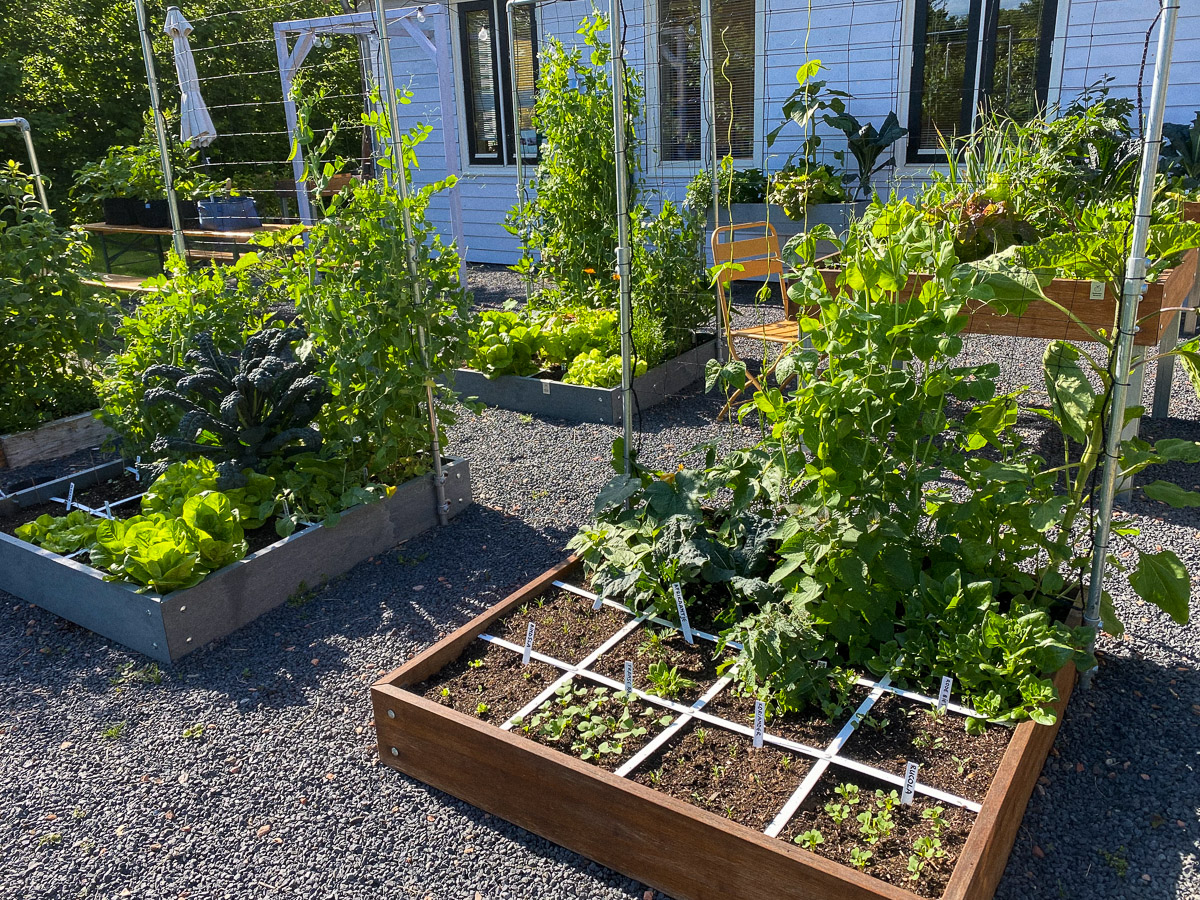 Volle Makkelijke Moestuinbakken, véél oogsten en er komt nog veel meer aan