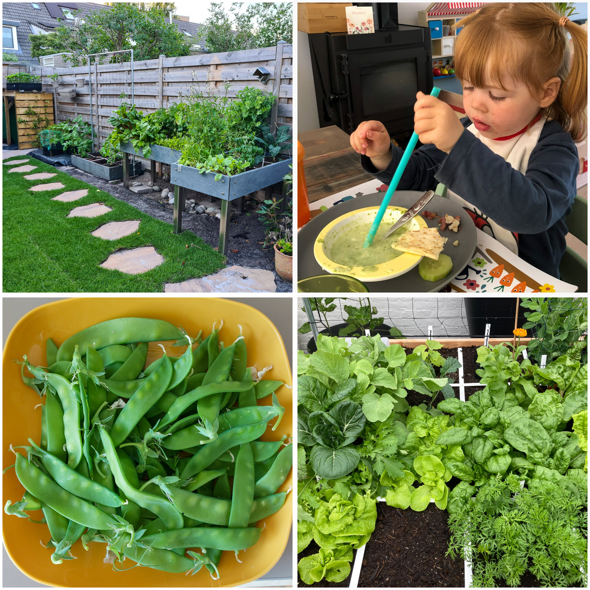 Posts over oogsten uit de Makkelijke Moestuin community