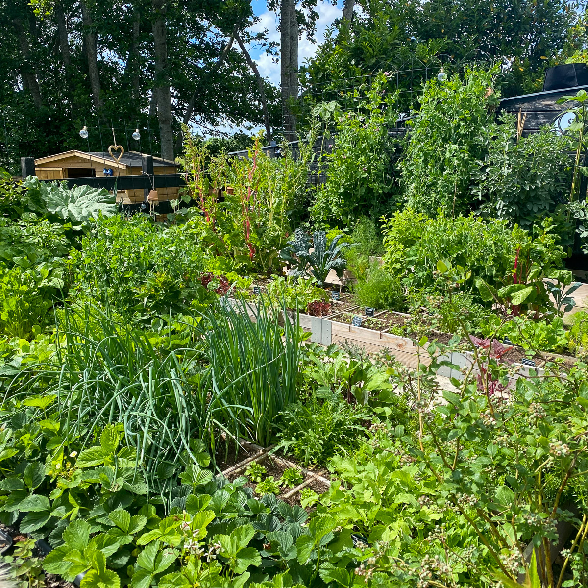 Tuin van Makkelijke Moestuin verkooppunt in Kamerik