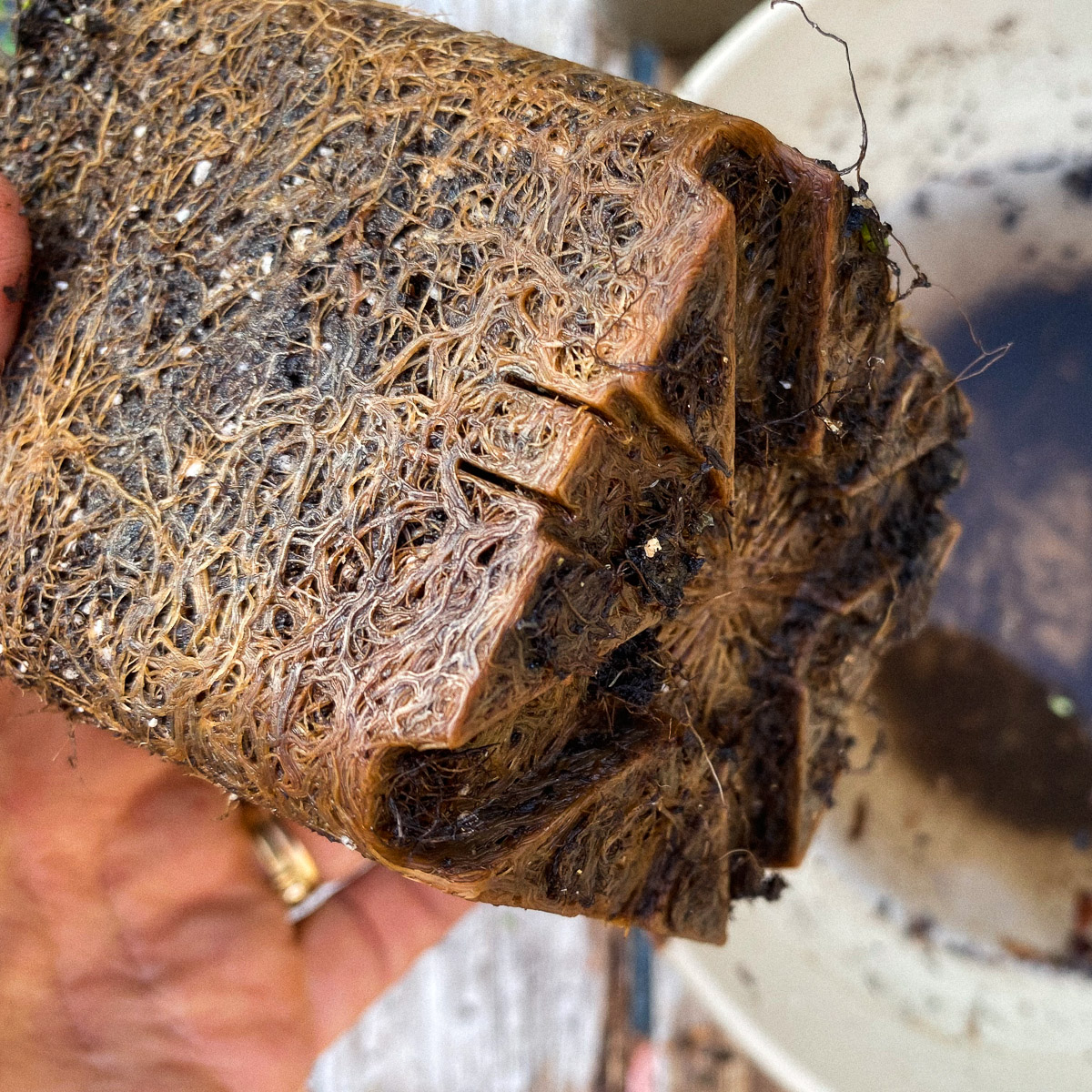Als bij een potplantje de wortels onderin dicht op elkaar zitten, is het beter om bij het overplanten de onderste centimeter van de wortelkluit weg te knippen