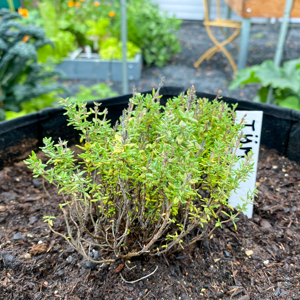 Tijmplantje in een Makkelijke Moestuin minipot