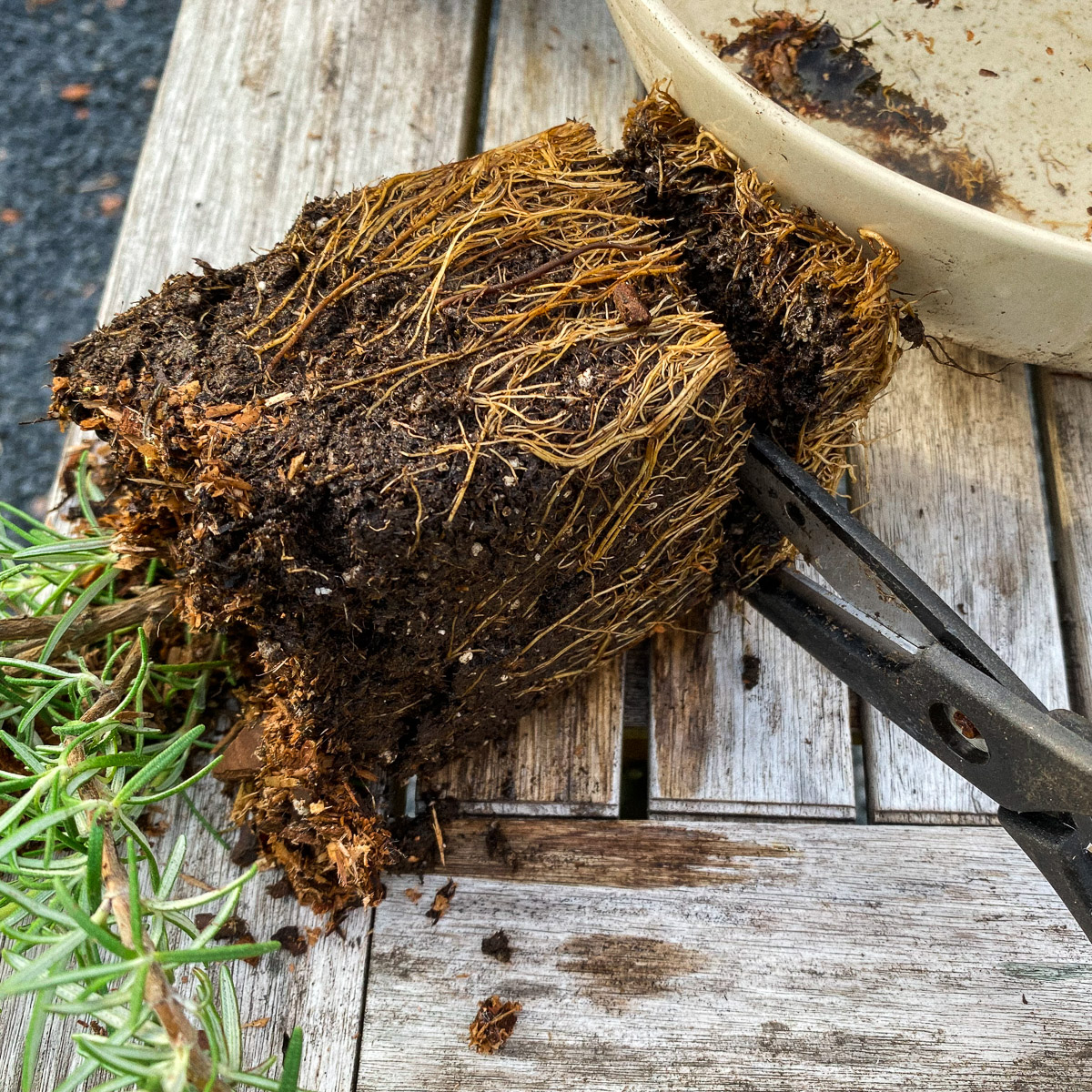 Knip bij het overplanten van rozemarijn uit een pot de onderste centimeter van de wortelkluit weg.