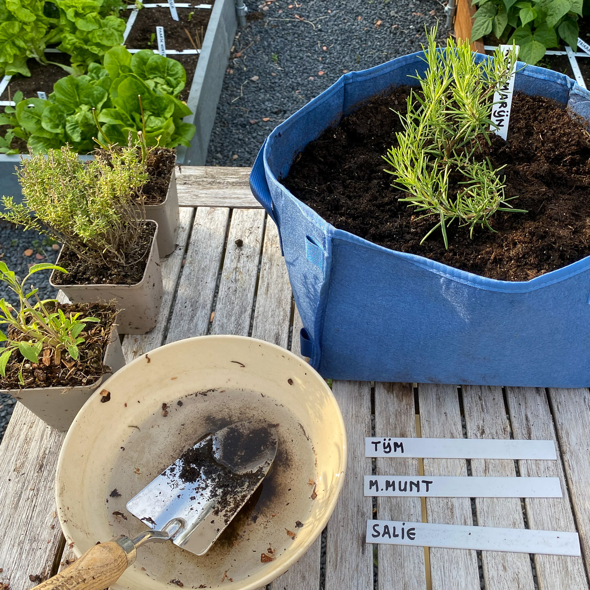 Rozemarijn plantje in een Makkelijke Moestuin mini pot