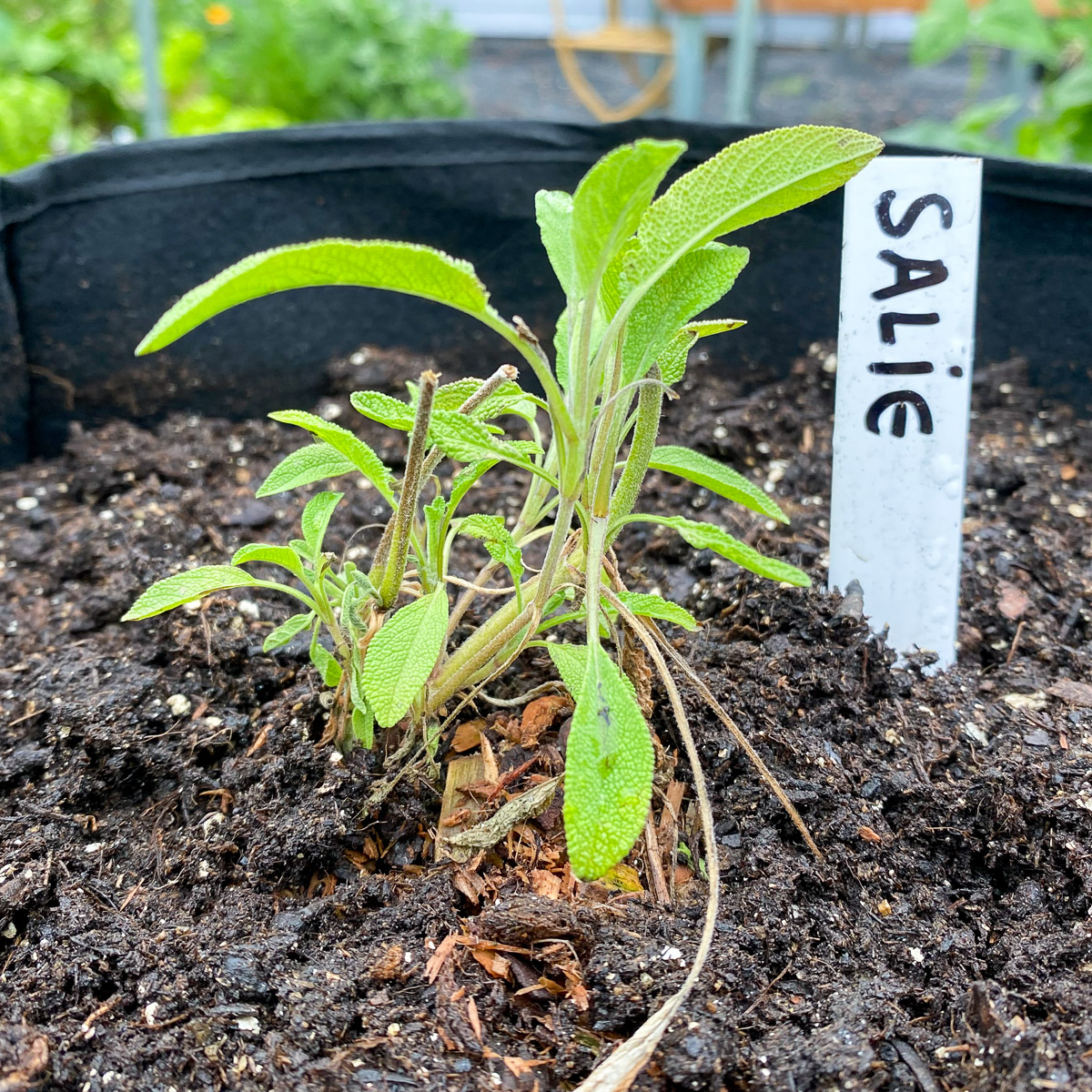 Salie plantje in een Makkelijke Moestuin mini pot