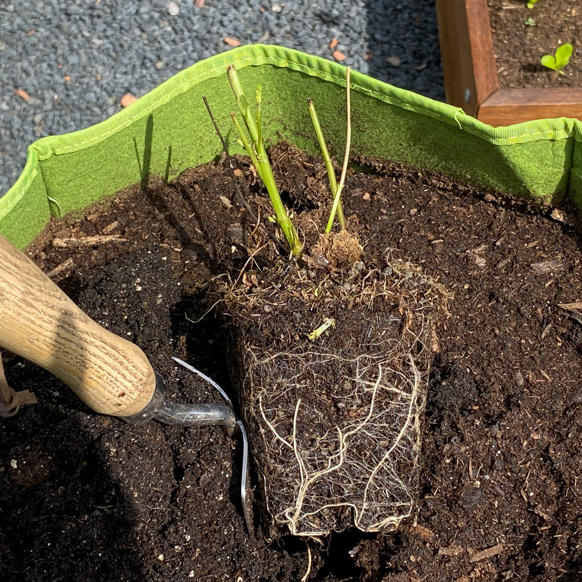 Uitloper tussen de wortels van het muntplantje