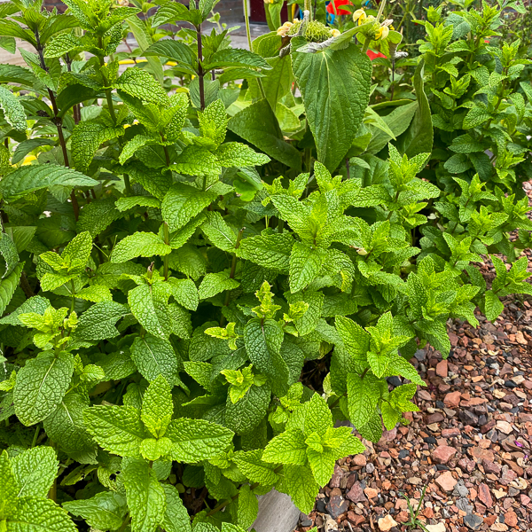 Mint plant after 1 year becomes huge and bushy