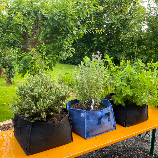 Herbs grow better in MM-minis than in regular pots
