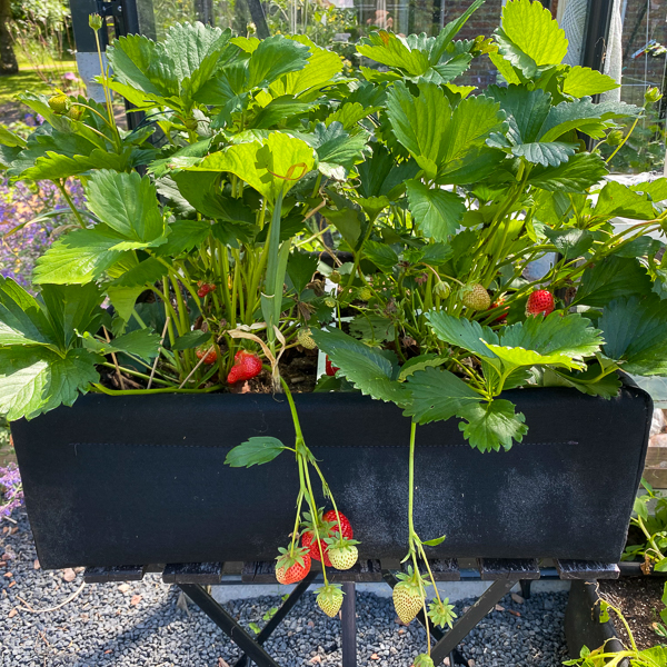 Vier doordragende aardbeienplantjes in een Makkelijke Moestuin airbak