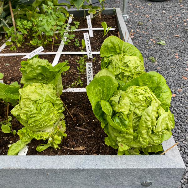 Bindsla in de Makkelijke Moestuin staat nu op het punt om door te schieten