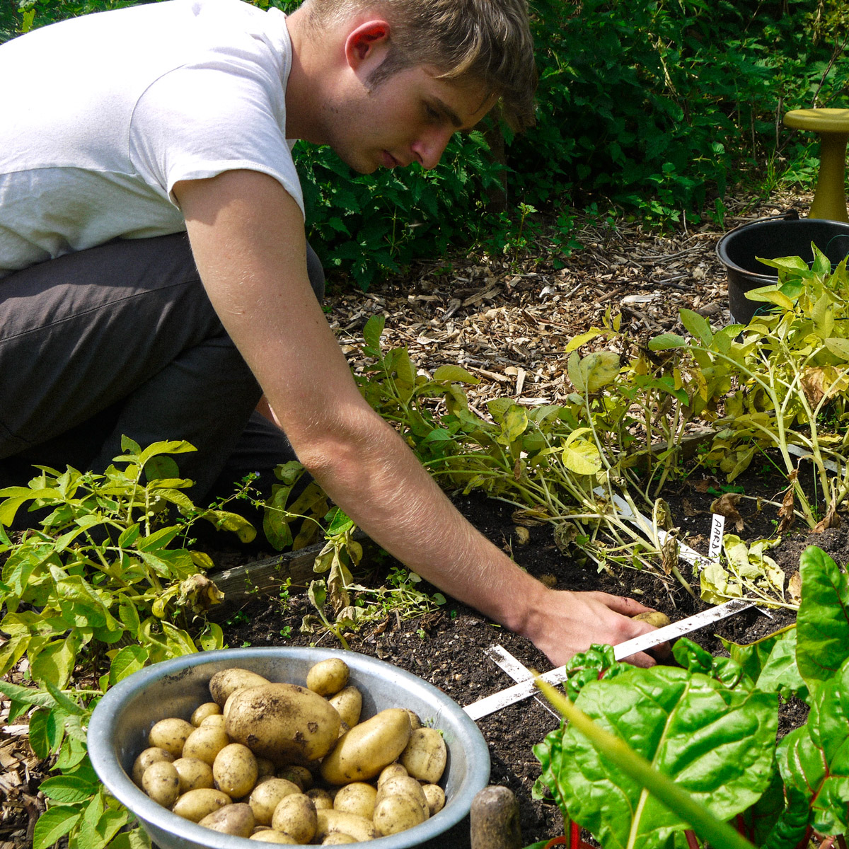 Worden de aardappelplanten geel? Dan kun je beginnen met graven.