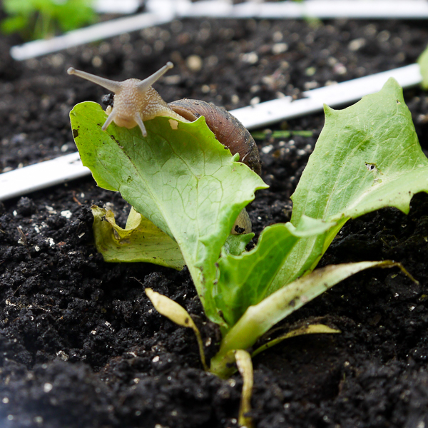 Strijd tegen slakken in de Makkelijke Moestuin