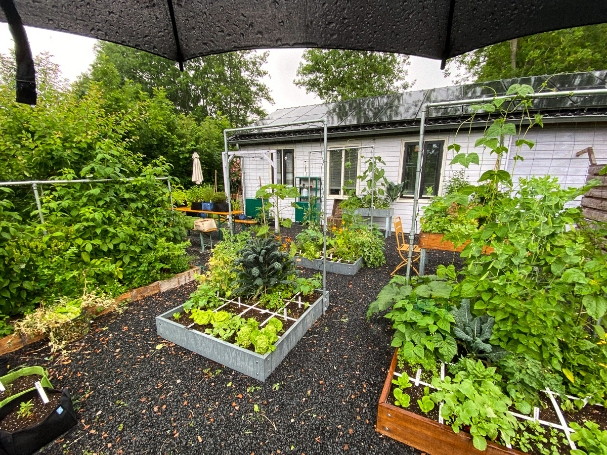 Eind juni in de Makkelijke Moestuin: dan weer heet, dan weer veel regen