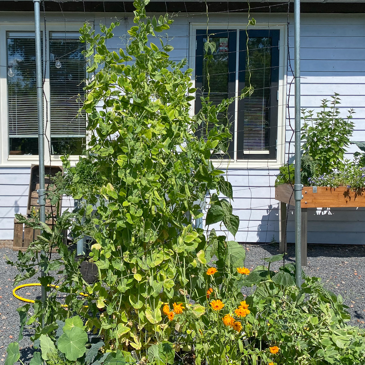 Snow pea leaves turn yellow fast