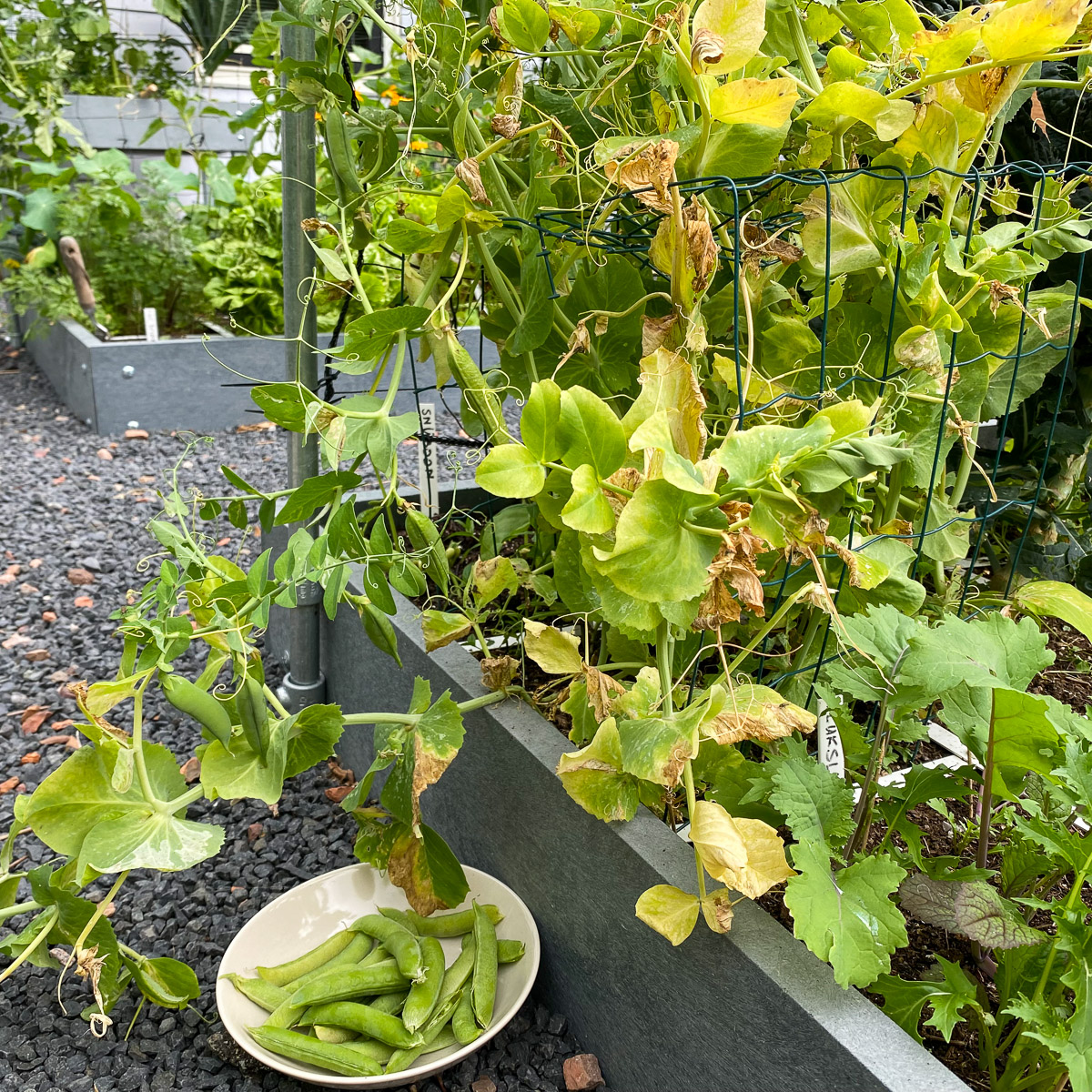 The plant puts more energy into producing pods than keeping its leaves green