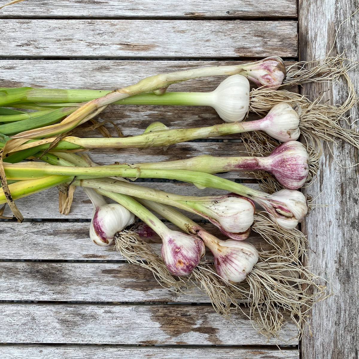 You know the garlic is ready to harvest when you see withered and yellowed stems and leaves