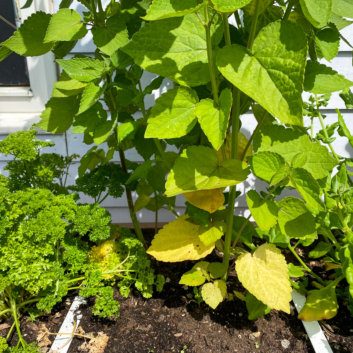 Yellow leaves at the bottom of parsley, liquorice mint and New Zealand spinach