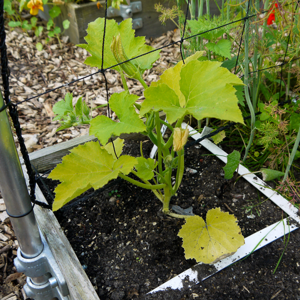 A yellowing zucchini plant in early June