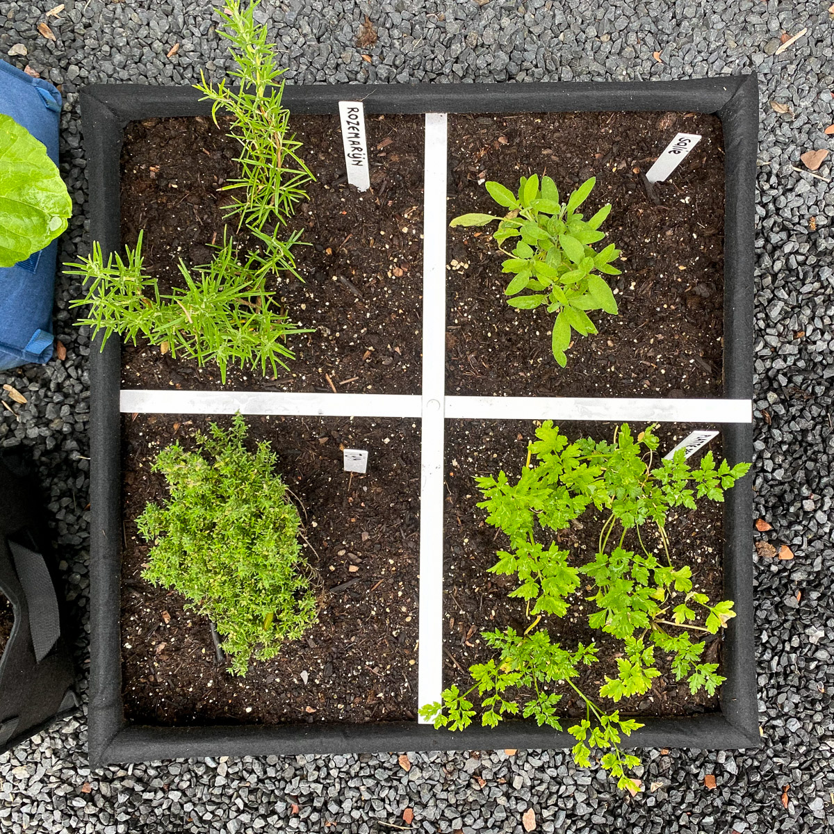 Rosemary, sage, thyme, and flat-leaf parsley in an MM-Airbak.