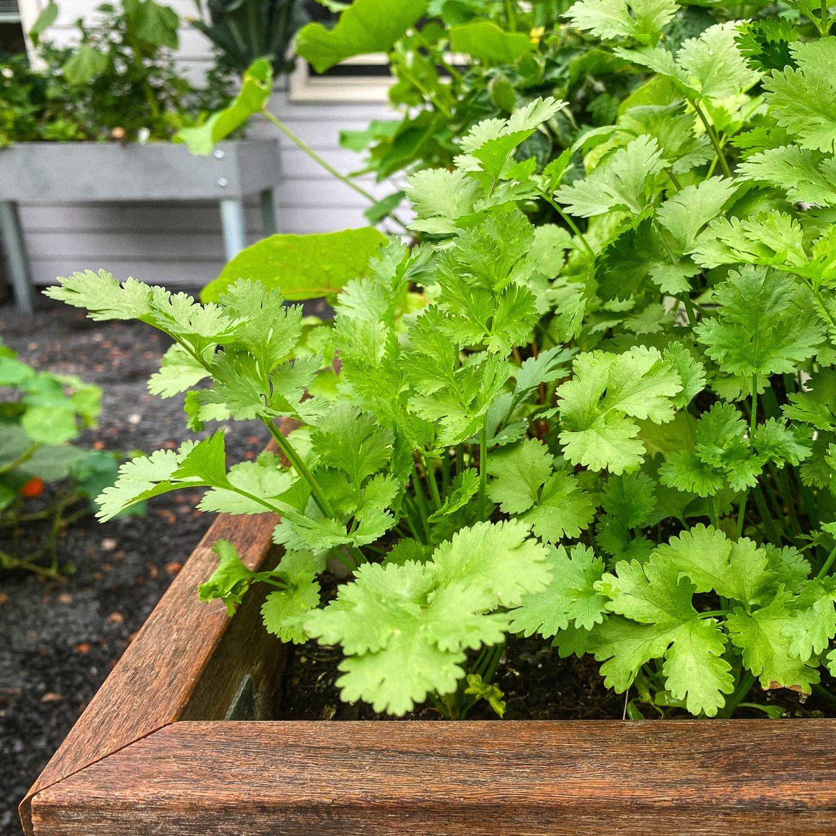 Cilantro in an MM-bamboo table raised bed