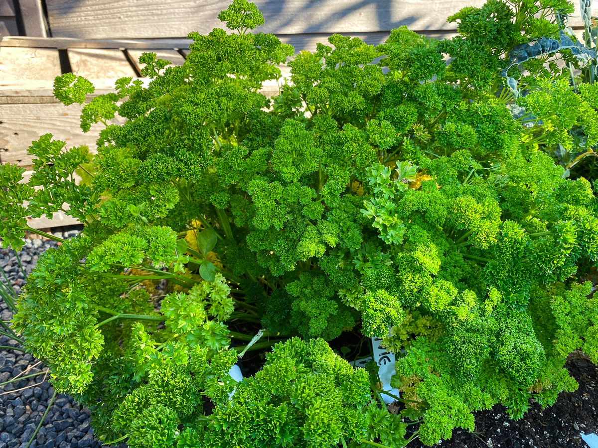 Parsley growing huge and bushy in the MM-Mix