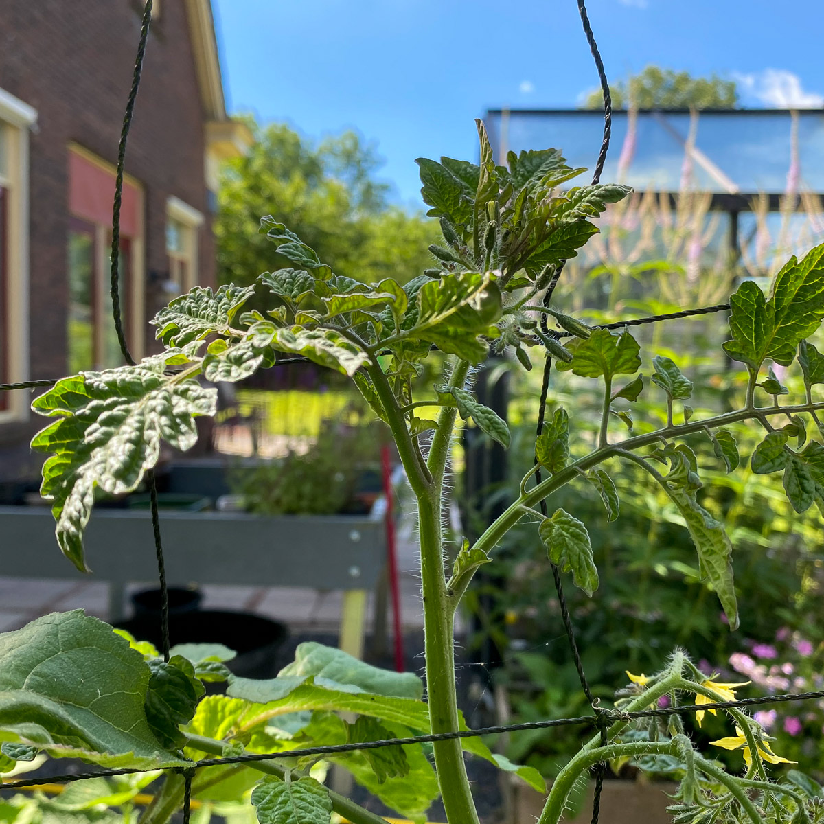 Tall tomato at the trellis in a Planty garden
