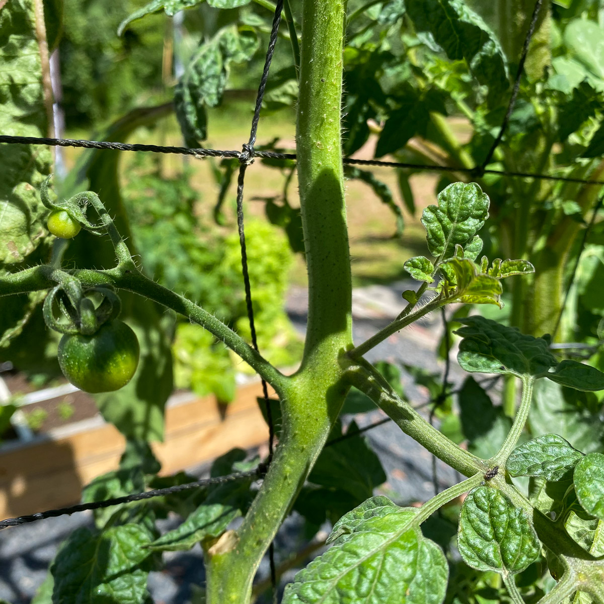 Pinch off small tomato suckers by using your thumb an index finger