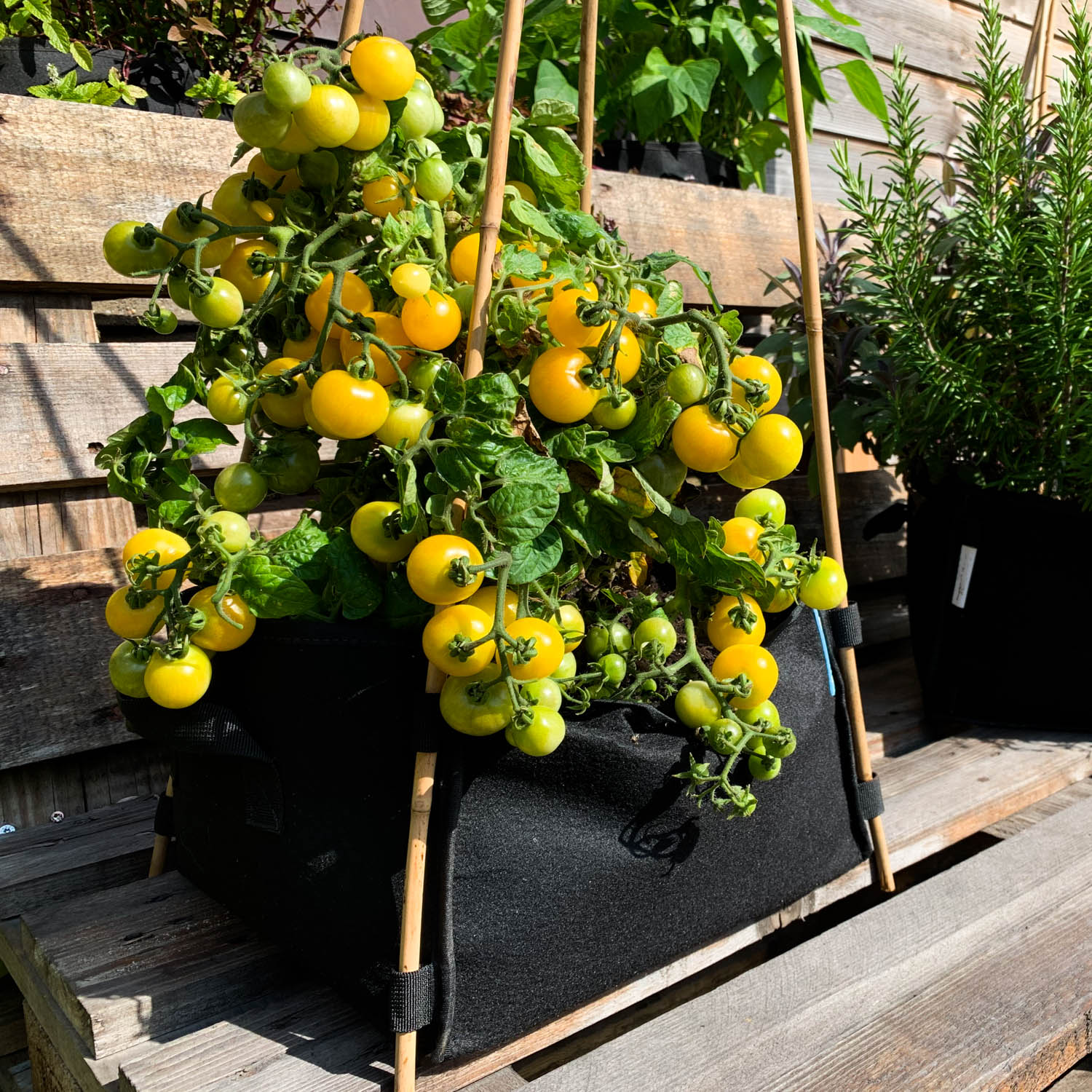 Use a pair of scissors to prune larger sucker side shoots