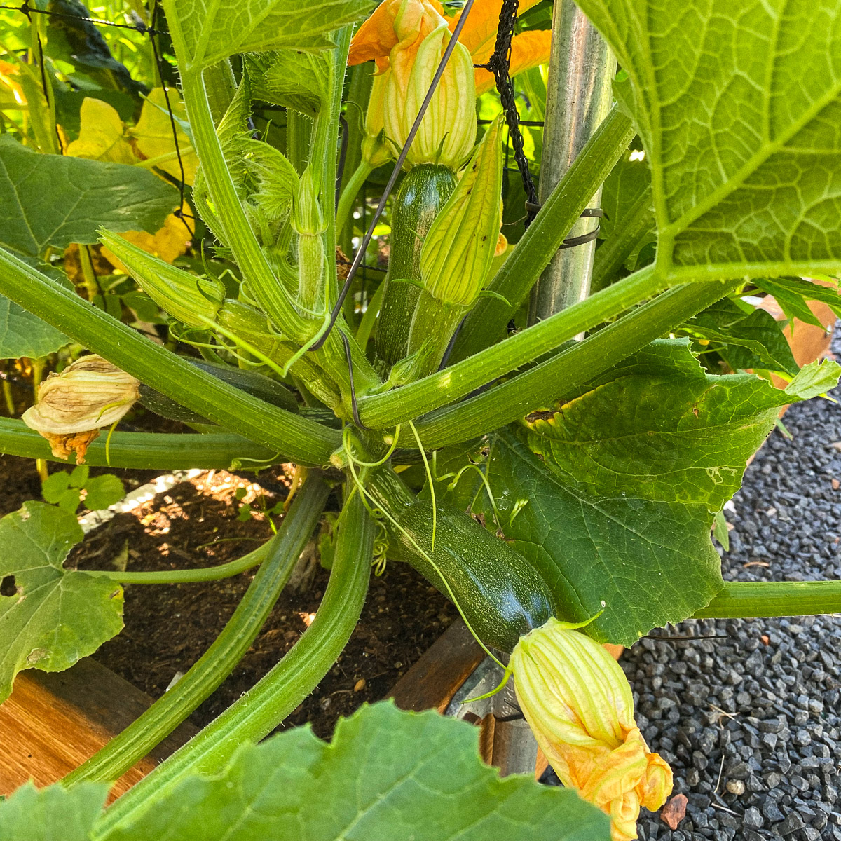 Mijn eerste klimmende courgettes bij het klimrek