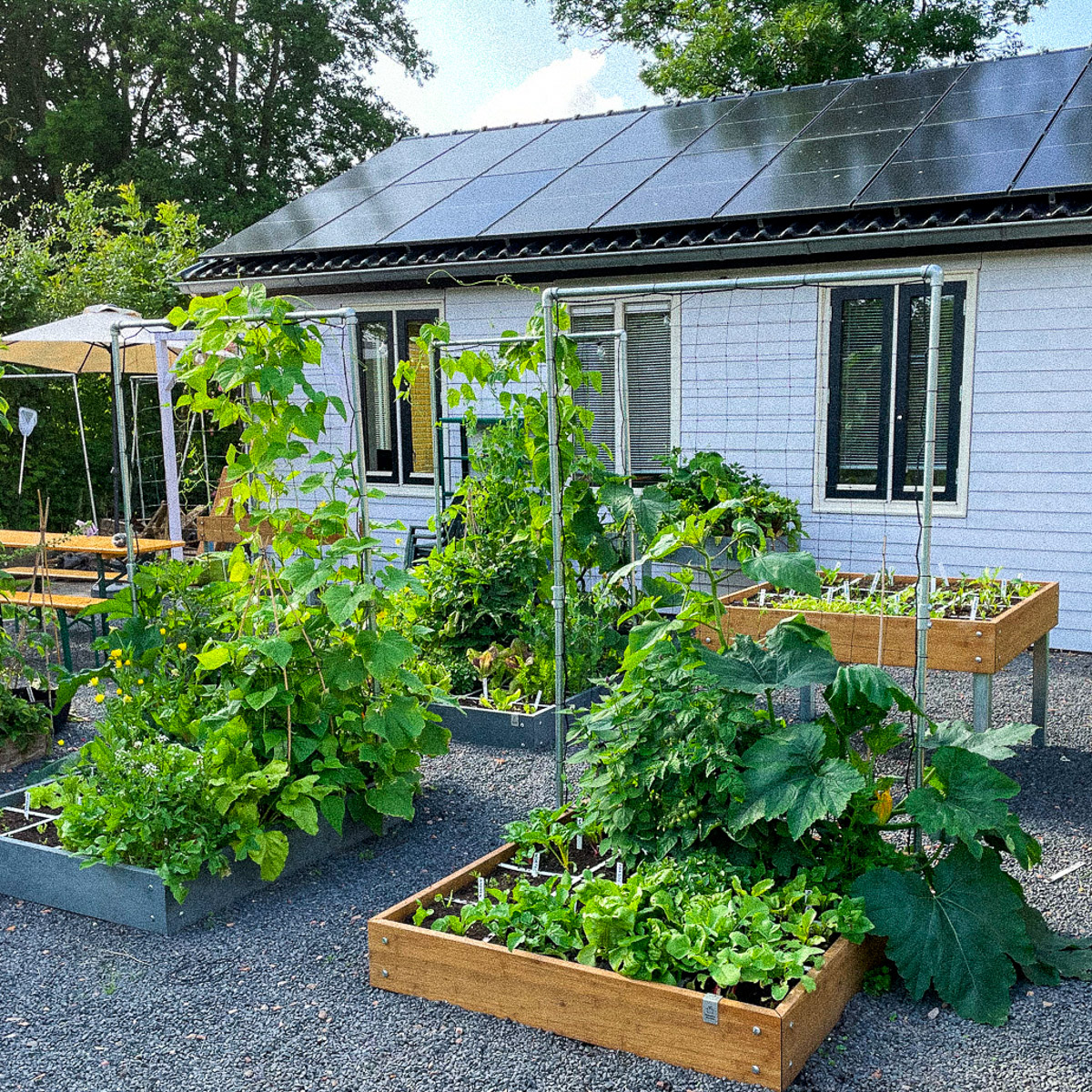 Zucchini, cucumbers and tomatoes grow fast in the Planty Garden in July