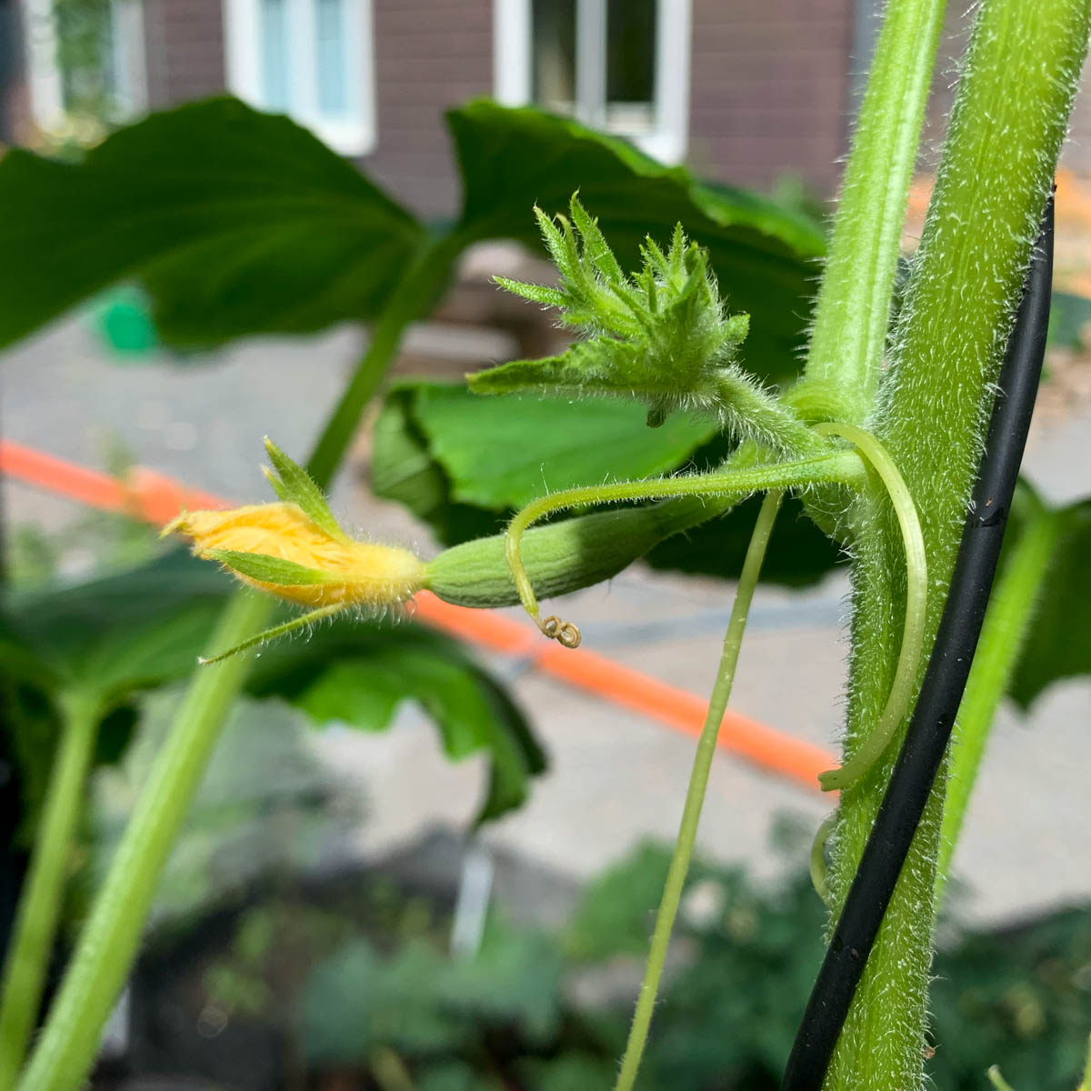 An Iznik cucumber plant with a side shoot forming