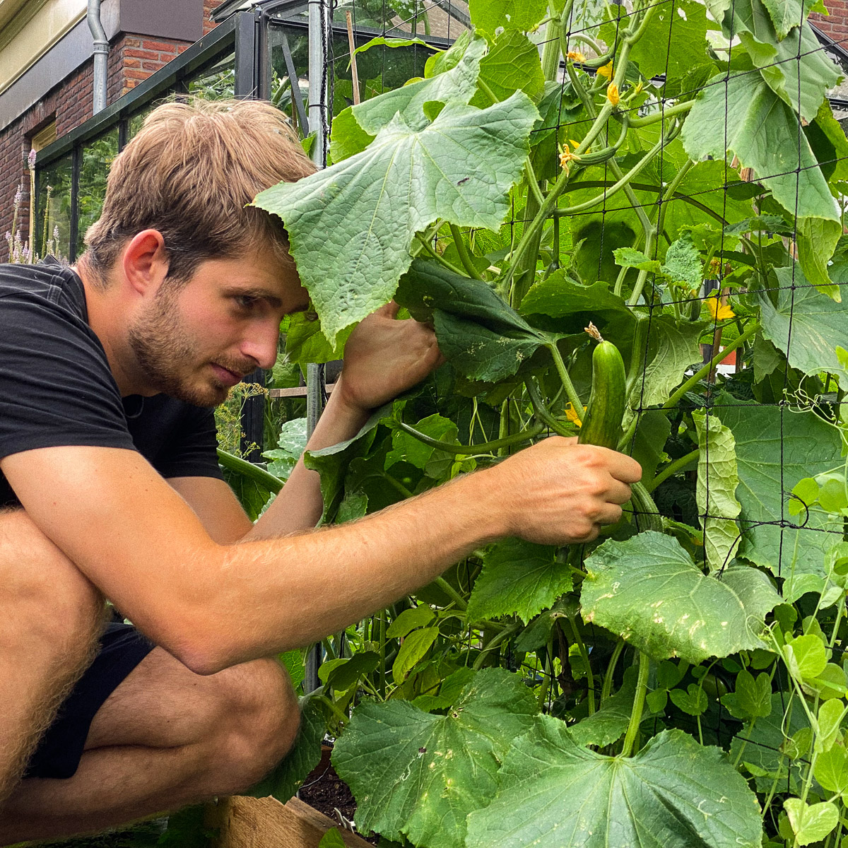 Iznik cucumbers harvested when they're 12 cm long taste best