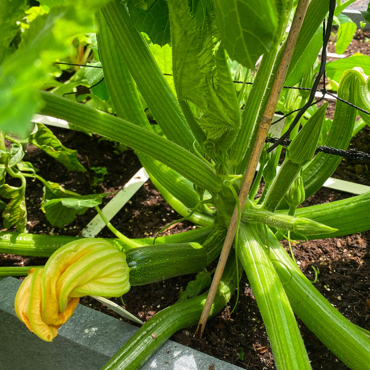 Use bamboo to help guide your Planty Garden zucchini plant upward along the trellis when they're still small